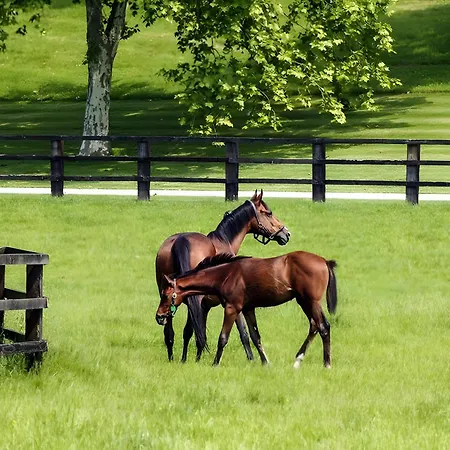 Cote Fleurie - Le Olliffe Apartman *