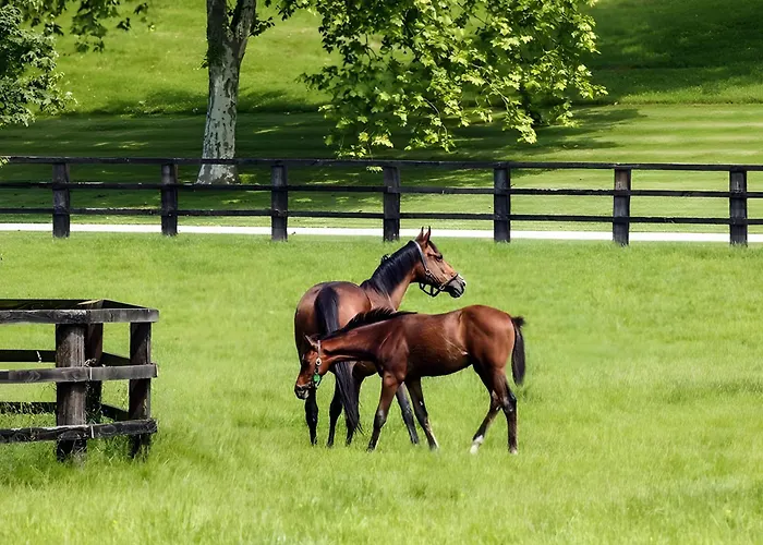 Cote Fleurie - Le Olliffe Appartement *